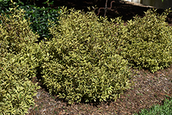 Bubbly Wine Weigela (Weigela florida 'FLORACLAR') at Peter Knippel Garden Centre