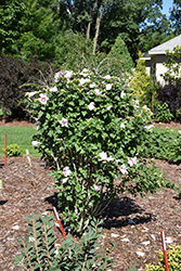 Paraplu Pink Ink Rose of Sharon (Hibiscus syriacus 'Minsywhi07') at Lakeshore Garden Centres