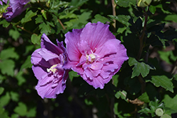 Dark Lavender Chiffon Rose Of Sharon (Hibiscus syriacus 'SMNHSPCL') at Peter Knippel Garden Centre