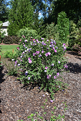 Dark Lavender Chiffon Rose Of Sharon (Hibiscus syriacus 'SMNHSPCL') at Peter Knippel Garden Centre