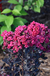 Center Stage Pink Crapemyrtle (Lagerstroemia indica 'SMNLIG') at Lakeshore Garden Centres