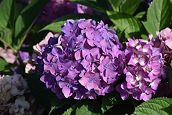 Let's Dance Arriba! Hydrangea (Hydrangea 'SMNHSC') at Lakeshore Garden Centres