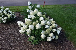Quick Fire Fab Hydrangea (Hydrangea paniculata 'SMNHPM') at Peter Knippel Garden Centre