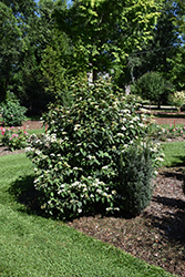 Steady Eddy Doublefile Viburnum (Viburnum plicatum 'NCVP1') at A Very Successful Garden Center