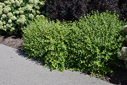 Sunshine Blue II Caryopteris (Caryopteris incana 'SMNCVH') at Lakeshore Garden Centres