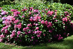 Let's Dance Arriba! Hydrangea (Hydrangea 'SMNHSC') at Lakeshore Garden Centres