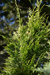 Pinpoint Gold Lawson Falsecypress (Chamaecyparis lawsoniana 'SMNCLMG') at Lakeshore Garden Centres