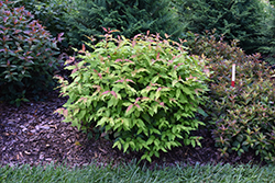 Kodiak Fresh Diervilla (Diervilla 'SMNDSS') at Lakeshore Garden Centres