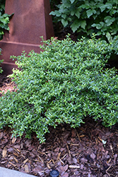 Juke Box Pyracomeles (Pyracomeles 'NCXP1') at Lakeshore Garden Centres