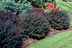 Sunjoy Mini Maroon Japanese Barberry (Berberis thunbergii 'NCBT1') at Lakeshore Garden Centres