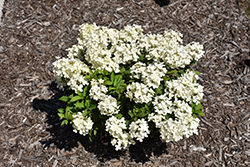 Tiny Quick Fire Hydrangea (Hydrangea paniculata 'SMNHPSB') at Peter Knippel Garden Centre