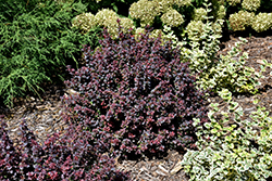 Sunjoy Todo Japanese Barberry (Berberis 'NCBX1') at Lakeshore Garden Centres