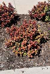 Midnight Sun Reblooming Weigela (Weigela florida 'Verweig9') at Lakeshore Garden Centres