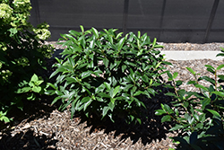Yin Viburnum (Viburnum 'NCVX2') at Lakeshore Garden Centres
