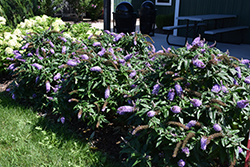 Pugster Amethyst Butterfly Bush (Buddleia 'SMNBDL') at Lakeshore Garden Centres