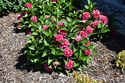 Wee Bit Giddy Hydrangea (Hydrangea macrophylla 'SMNHML') at Lakeshore Garden Centres