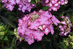 Let's Dance Can Do! Hydrangea (Hydrangea 'SMNHSI') at Lakeshore Garden Centres