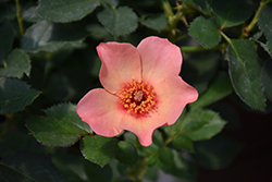 Ringo All-Star Rose (Rosa 'ChewEyesUp') at Lakeshore Garden Centres