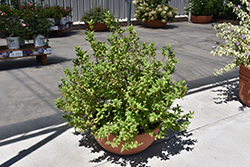 Fizzy Mizzy Virginia Sweetspire (Itea virginica 'SMNIVMM') at Lakeshore Garden Centres