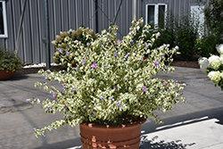 Sugar Tip Gold Rose of Sharon (Hibiscus syriacus 'THEISSHSSTL') at Lakeshore Garden Centres