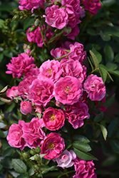 Oso Easy Peasy Rose (Rosa 'Oso Easy Peasy') at Green Thumb Garden Centre