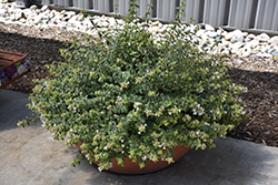 Mucho Gusto Abelia (Abelia x grandiflora 'Muabd') at Lakeshore Garden Centres