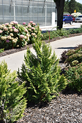 Pinpoint Gold Lawson Falsecypress (Chamaecyparis lawsoniana 'SMNCLMG') at Lakeshore Garden Centres