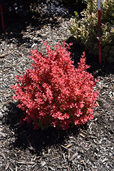 Sunjoy Neo Japanese Barberry (Berberis thunbergii 'NCBT2') at Lakeshore Garden Centres