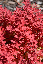 Sunjoy Fast Neo Japanese Barberry (Berberis thunbergii 'NCBT4') at Lakeshore Garden Centres