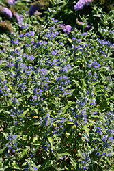 Beekeeper Caryopteris (Caryopteris x clandonensis 'Minigold') at Lakeshore Garden Centres