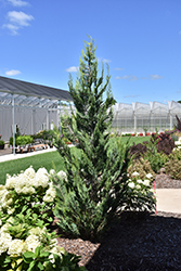 Pinpoint Blue & Gold Lawson Falsecypress (Chamaecyparis lawsoniana 'SMNCLGTB') at Lakeshore Garden Centres
