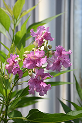 El Nino Chitalpa (Chitalpa 'NCXC1') at Lakeshore Garden Centres