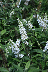 Vanilla Treat Butterfly Bush (Buddleia 'Grevantrt') at Lakeshore Garden Centres