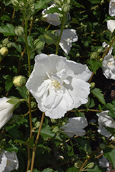 White Pillar Rose of Sharon (Hibiscus syriacus 'Gandini van Aart') at Peter Knippel Garden Centre