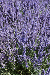 Denim 'n Lace Russian Sage (Perovskia atriplicifolia 'Denim 'n Lace') at Peter Knippel Garden Centre
