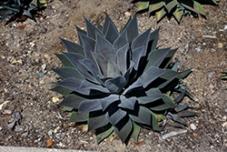 Lavender Lady Mangave (Mangave 'Lavender Lady') at Lakeshore Garden Centres