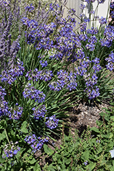 Galaxy Blue Agapanthus (Agapanthus 'Galaxy Blue') at Lakeshore Garden Centres
