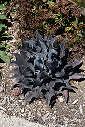 Night Owl Mangave (Mangave 'Night Owl') at Lakeshore Garden Centres