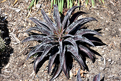 Black Magic Mangave (Mangave 'Black Magic') at Lakeshore Garden Centres