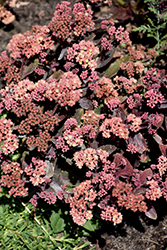 Rock 'N Grow Tiramisu Stonecrop (Sedum 'Tiramisu') at Lakeshore Garden Centres