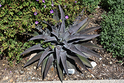 Mayan Queen Mangave (Mangave 'Mayan Queen') at Lakeshore Garden Centres