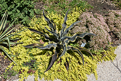 Wavecrest Mangave (Mangave 'Wavecrest') at Lakeshore Garden Centres