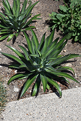 Racing Stripes Mangave (Mangave 'Racing Stripes') at Lakeshore Garden Centres