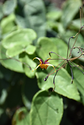 Court Jester Barrenwort (Epimedium 'Court Jester') at Lakeshore Garden Centres