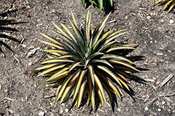Pineapple Punch Mangave (Mangave 'Pineapple Punch') at Lakeshore Garden Centres