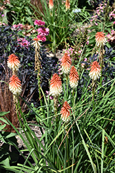 High Roller Torchlily (Kniphofia 'High Roller') at Lakeshore Garden Centres