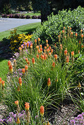 Jackpot Torchlily (Kniphofia 'Jackpot') at Lakeshore Garden Centres