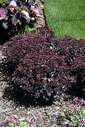 Rock 'N Grow Back in Black Stonecrop (Sedum 'Back In Black') at Peter Knippel Garden Centre