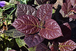 Burgundy Spice Sweetshrub (Calycanthus floridus 'Burgundy Spice') at Lakeshore Garden Centres