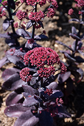 Rock 'N Grow Midnight Velvet Stonecrop (Sedum 'Midnight Velvet') at Lakeshore Garden Centres